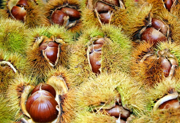 Achtergrond gevuld met kastanjes — Stockfoto