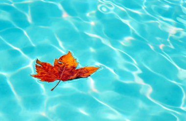 Suda sonbahar yaprağı 