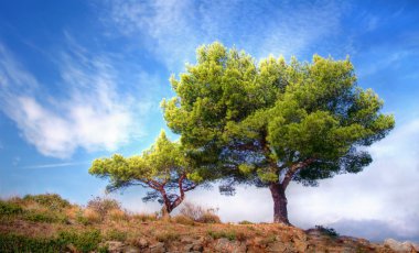 Mavi gökyüzüne karşı ağaç
