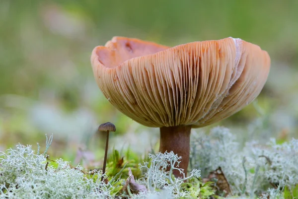 Toadstool standing in forest — Stock Photo, Image