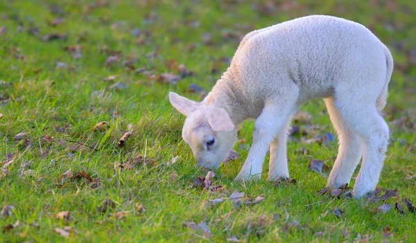 Owieczka noworodka — Zdjęcie stockowe