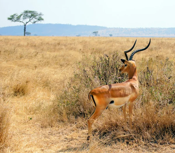 Grant's gazelle with typical long — Stock Photo, Image