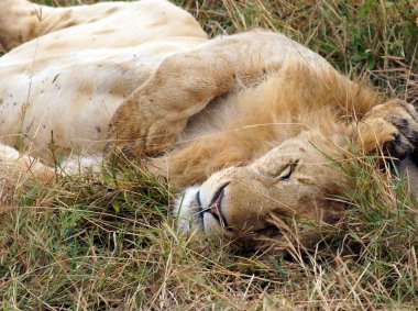 Afrika safari görülen aslan