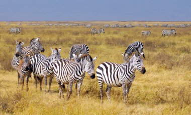 Zebra Afrika Ulusal Park'ta