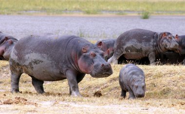 küçük bir bebek hippo Afrika Savannah ile su aygırı