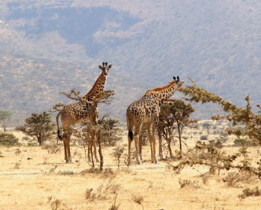 group of giraffe eating from a tree in a gorgeous landscape clipart