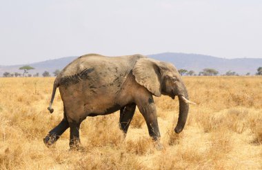 Afrika Savannah'ın üzerinde yürüyen fil