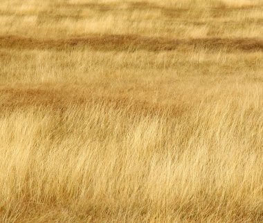 otlak altın bir dalga gibi görünüyor