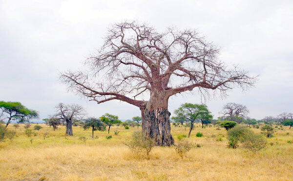 Boabab tree in wintet