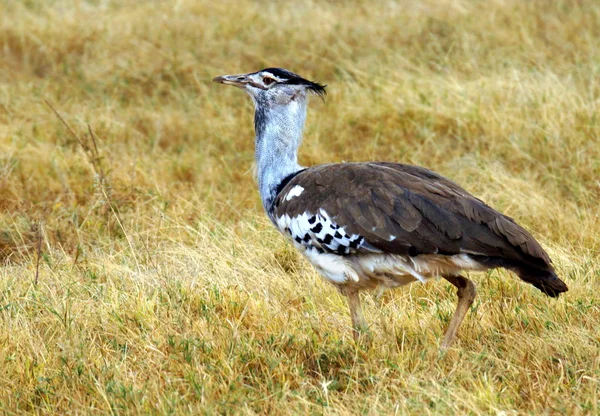 Bustard fågel promenader — Stockfoto