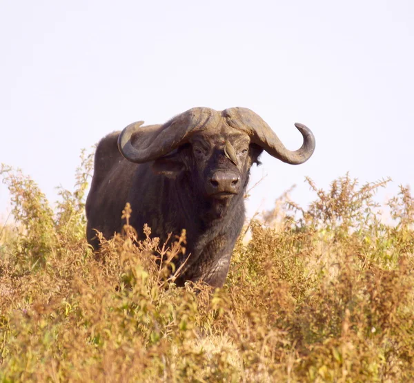 Buvol africký — Stock fotografie