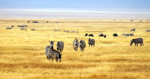 Zebra e 'in un parco nazionale in Africa — Foto Stock