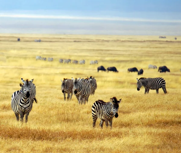 Zebra está num parque nacional em África. — Fotografia de Stock