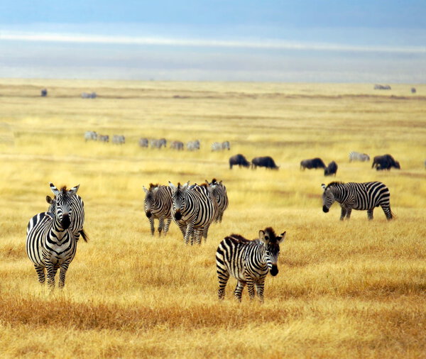 Zebra's at a national park in africa