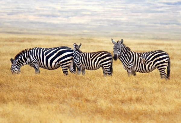 Zebra está num parque nacional em África. — Fotografia de Stock