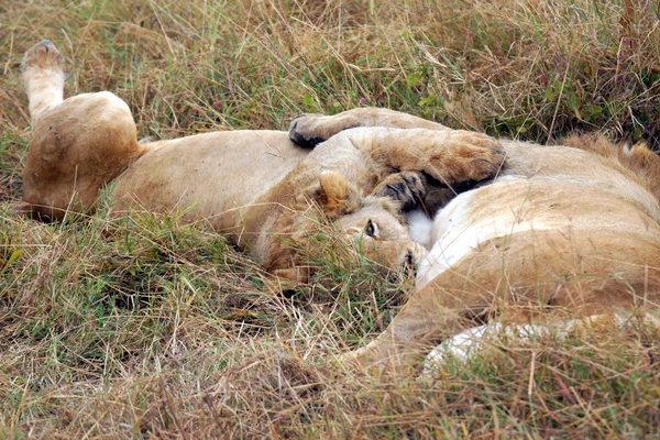 Leeuw gezien op een safari in Afrika — Stockfoto