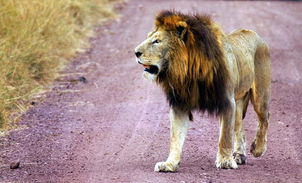 Leão visto em um safari na África — Fotografia de Stock