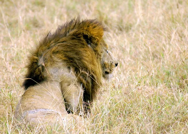 Lew postrzegany na safari w Afryce — Zdjęcie stockowe