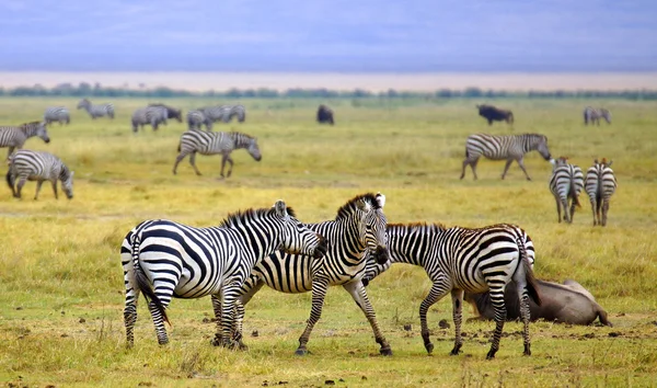 Zebra está em África a caminhar na savana. — Fotografia de Stock