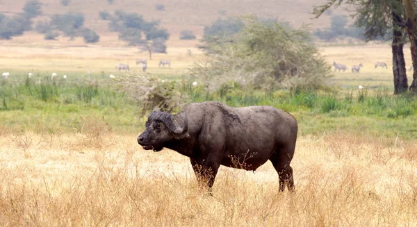 Der afrikanische Büffel — Stockfoto