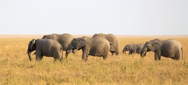 Groep van olifanten in Afrika — Stockfoto