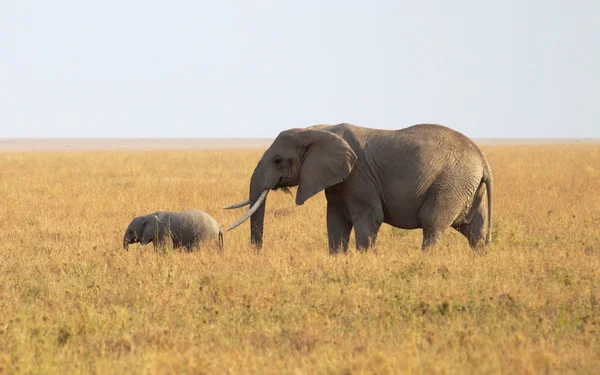 Moeder en baby olifant — Stockfoto