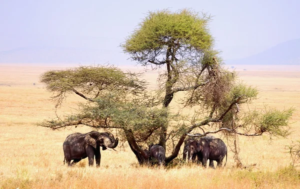 Group of elephants are eating from a tree — Stock Photo, Image