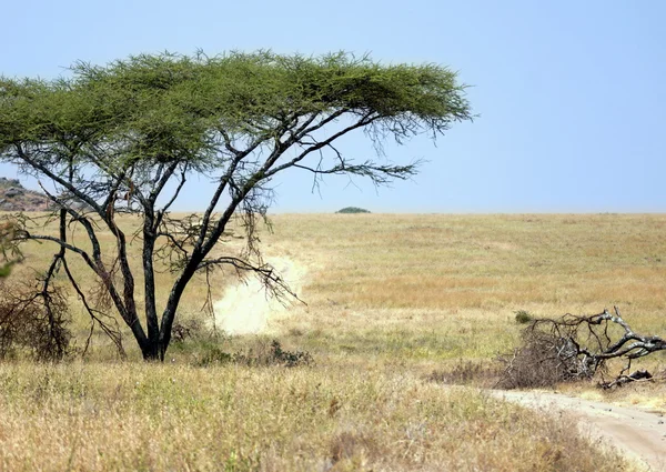 Weg door Afrikaanse landschap — Stockfoto