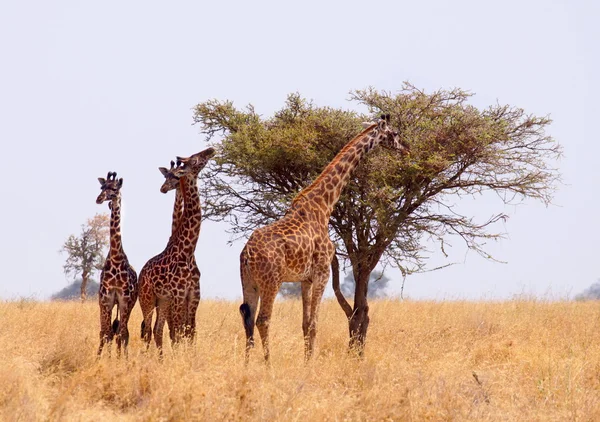 Grupo de girafa comendo de árvore — Fotografia de Stock