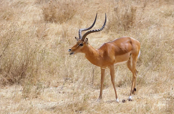 Grants Gazelle mit typischem langen — Stockfoto