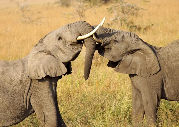 Two playing elephants — Stock Photo, Image