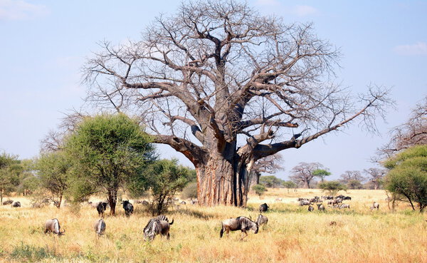 Гну и зебра пасутся
 