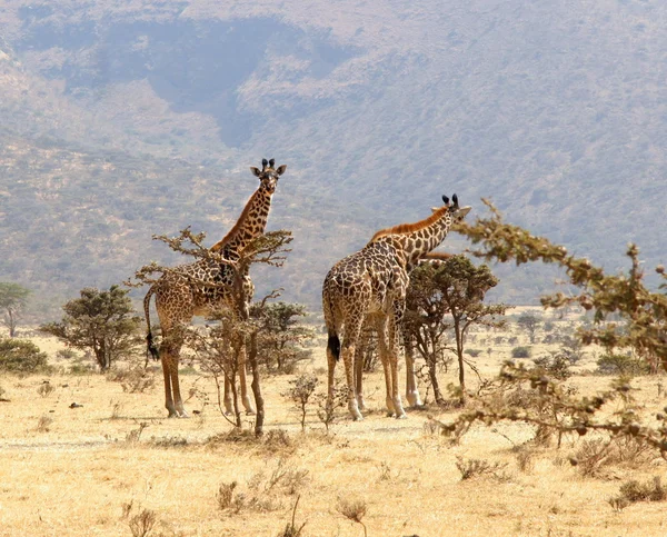 Grupo de jirafas comiendo de un árbol en un hermoso paisaje —  Fotos de Stock