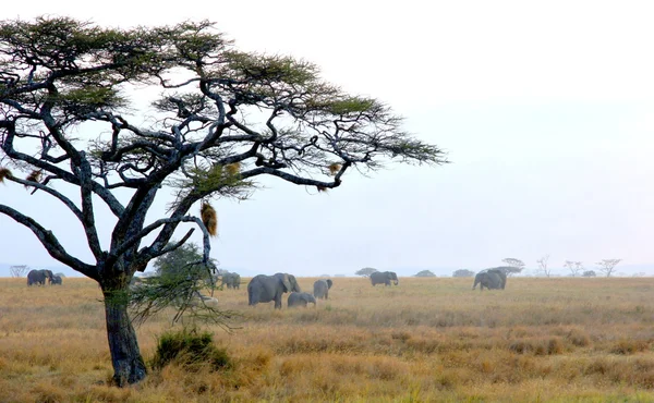 African landscape with a acacia tree — Stock Photo, Image