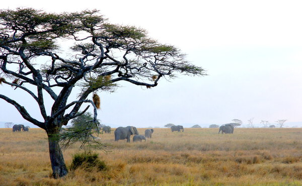 african landscape with a acacia tree