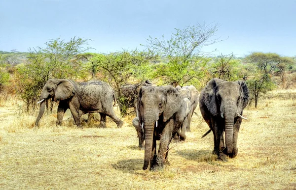 Big group of elephants — Stock Photo, Image