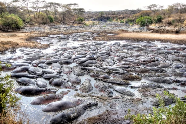 Grote groep van Hippo's leggen in een ondiepe plas water — Stockfoto