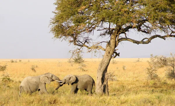 Two young elephants are playing together — Stock Photo, Image