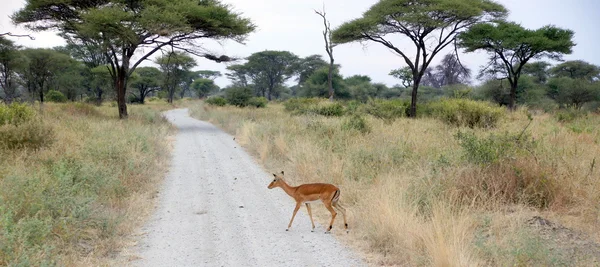 Antilope überquert Straße — Stockfoto