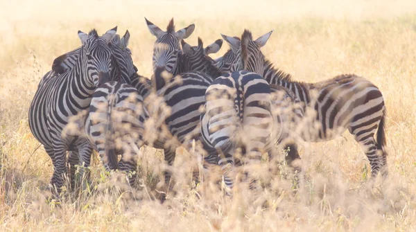 Kudde van zebra 's — Stockfoto