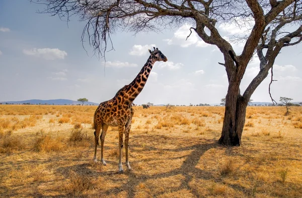 Giraffe standing under acacia tree — Stock Photo, Image