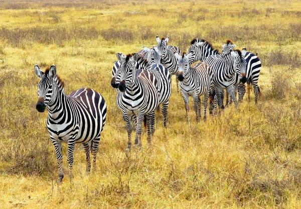 Zebra' s pasoucí se na louky a pastviny v Africe — Stock fotografie