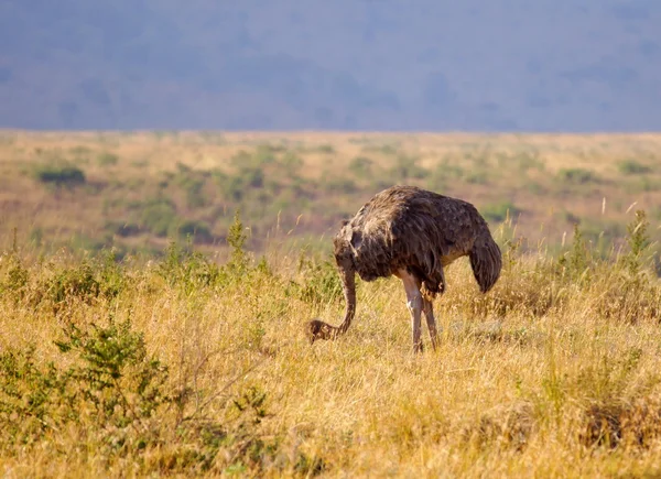 Strauß spaziert auf Grasland in Afrika Stockbild