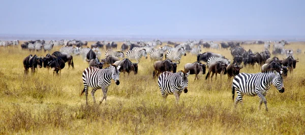 Gnu e zebre pascolano sulla savana in Africa Immagine Stock