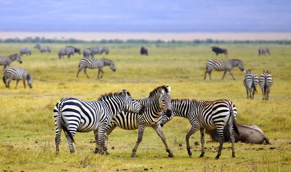 Zebras in Afrika spazieren in der Savanne Stockfoto