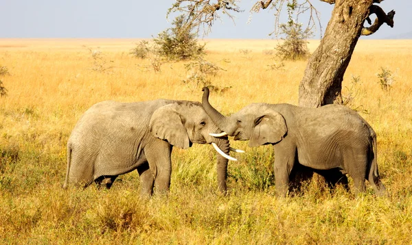 Zwei Elefanten spielen zusammen lizenzfreie Stockfotos