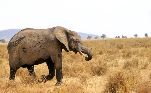 Elefante che cammina sulla savana africana Fotografia Stock