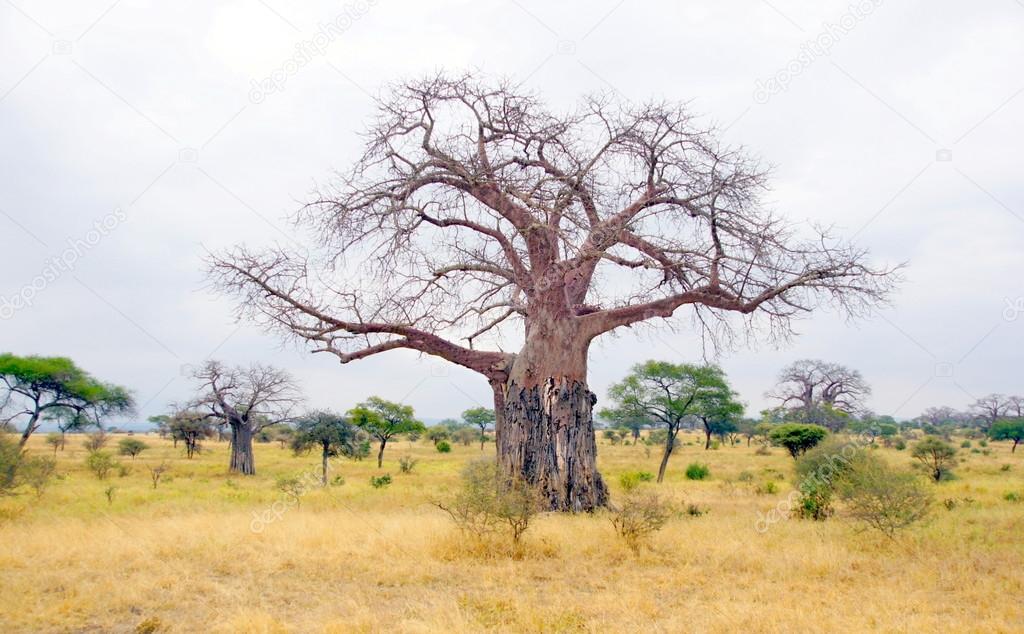 Boabab tree in wintertime