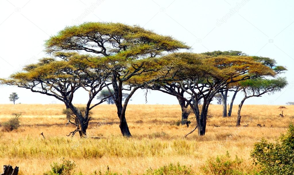african landscape with acacia trees