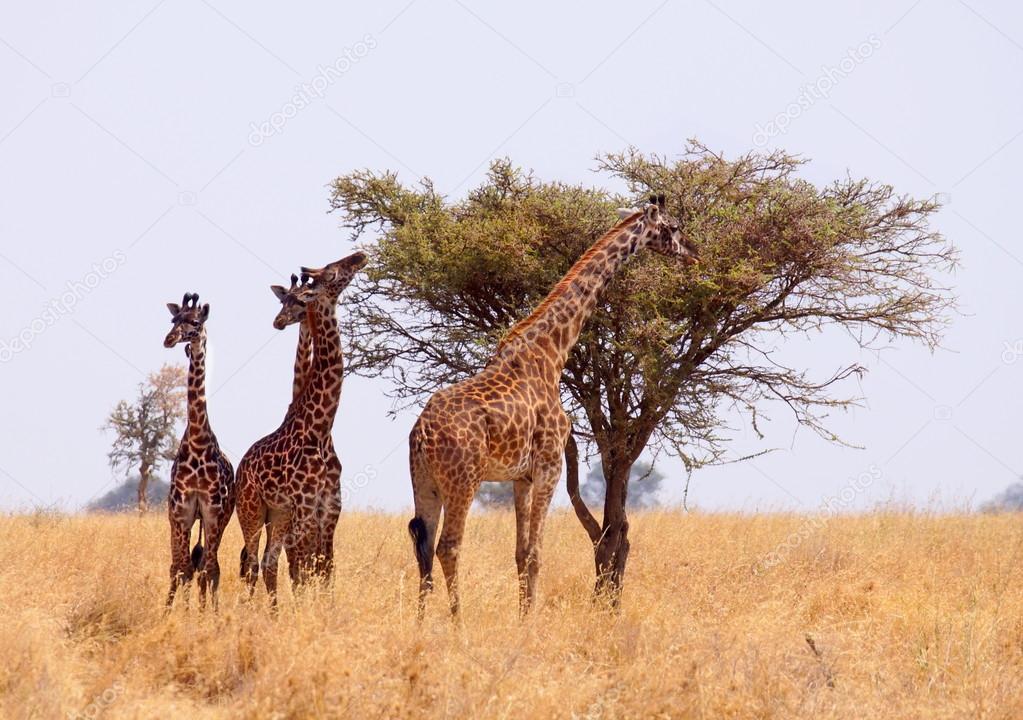 group of giraffe eating from tree